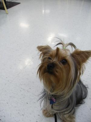 YorkiePuppiesForSale